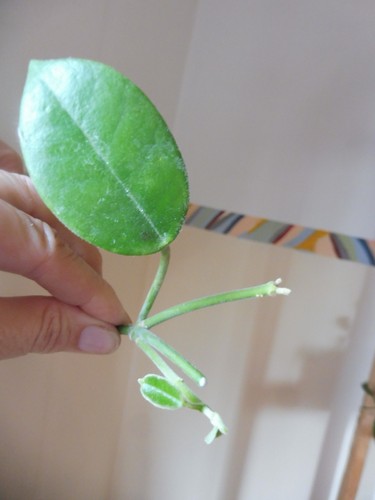 Aktiver ableger hoya - aktiver, ableger🌷hoya