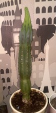 8 Rippen San Pedro Kaktus 33cm