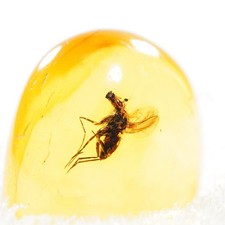 Baltischer Natur Bernstein