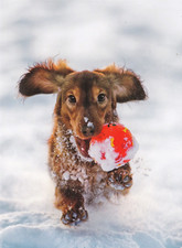 Langhaar Dackel  Postcard  *  Teckel  * Dachshund  Puppy  Postkarte # 88