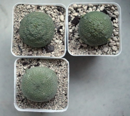 Pseudolithos migiurtinus - pseudolithos,