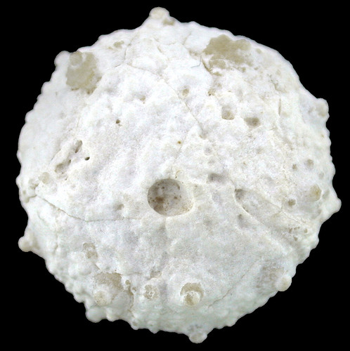 Kreide salenia geometrica - salenia,