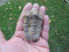 schöner Trilobit (Calymene)