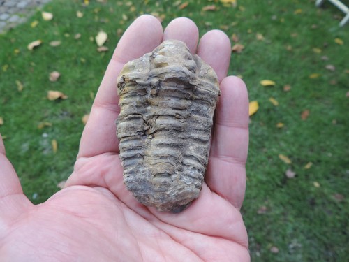 Schöner trilobit - schöner,