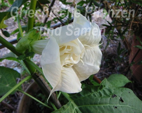 Datura ballerina white - 🔥,