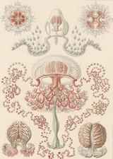 ERNST HAECKEL - Kunstformen der Natur, Anthomedusae Blumenqualle - Lithographie 