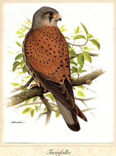 Turmfalke - (falco, tinnunculus)