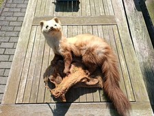 Steinmarder  Tierpräparat