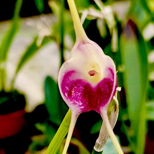 Masdevallia species infracta - masdevallia,
