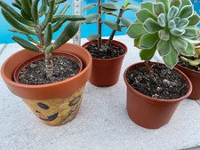 Terracotta Blumentopf Kürbis Serviettentechnik ++++ Echeveria samtig haarig