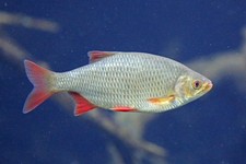 Köderfische Süßwasserfische gefroren Köfi Zander Hecht oder Wels Deadbait Köder