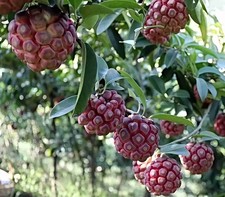 Kadsura SAMEN, Kadsura