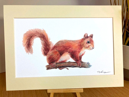 Rotes eichhörnchen druck - rotes,