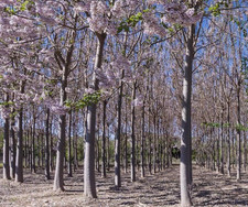 Paulownia Hybrid Shan Tong, Kiribaum, Blauglockenbaum + 100 Samen GRATIS