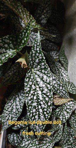Begonia ice double dot - „ice,