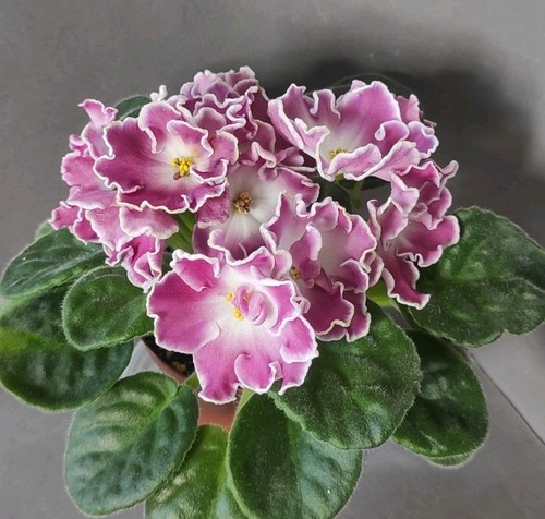 African violet saintpaulia - /, saintpaulia/