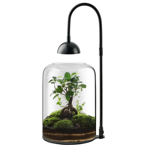 Glass plant terrarium with - glass,