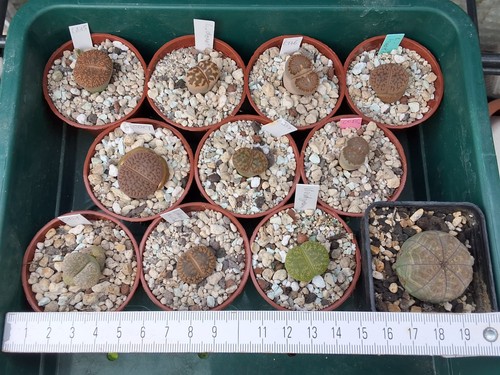 Lithops 10er set euphorbia - set, +