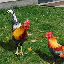 Garten Hahn Skulptur Henne