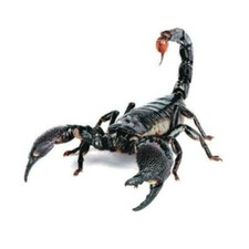 Skorpion Autoaufkleber Sticker