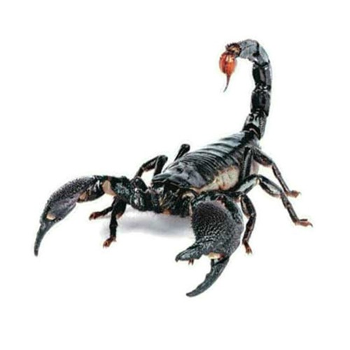 Skorpion autoaufkleber sticker - autoaufkleber,