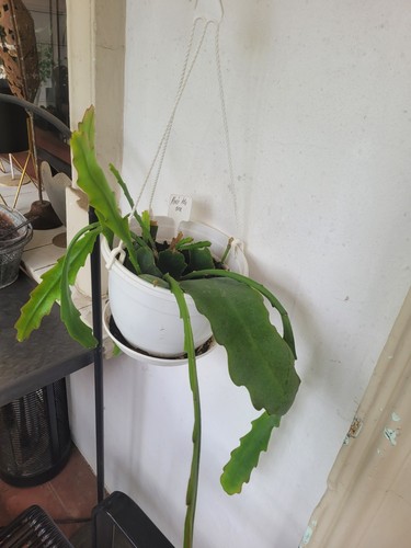 Selten rarität epiphyllum - selten,
