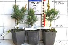 Pinus parviflora  +Glauca+