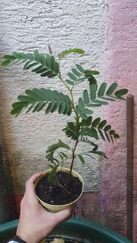 Tamarindus indica palmen - tamarindus,