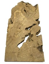 Oliven Wurzelholz Brett