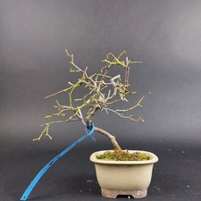 Bonsai - Sabia Japonica