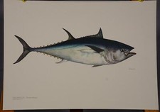 Plakat Poster Lehrtafel Wandbild Fisch Thunfisch Thunnus albacares