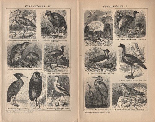 Lithografie 1903 stelzvögel - lithografie,