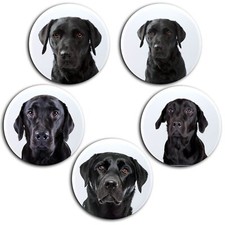 Labrador schwarz Porträt  - 5