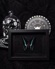 Echter Schmetterling Graphium