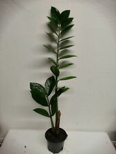 @//(◕‿◕)\@ ANGEBOT : Zamioculcas - Glücksfeder ( Pflanze im Topf   )  