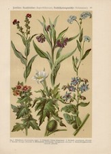 Bilsenkraut Stechapfel