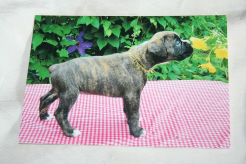 Hunde postkarte von - postkarte,