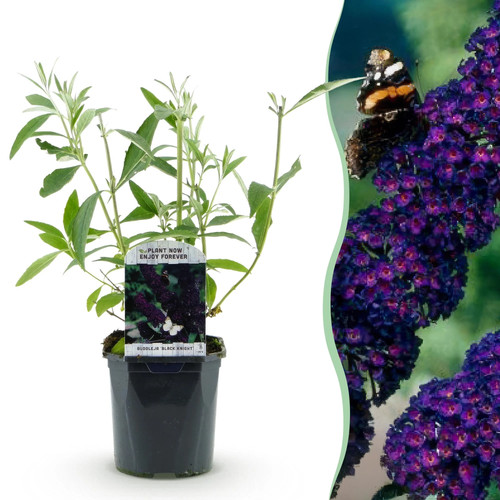 Schmetterlingsflieder buddleja - schmetterlingsflieder,