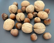 Walnüsse + Haselnüsse in der Schale, MIX Hazelnuts Walnuts Ernte 2025