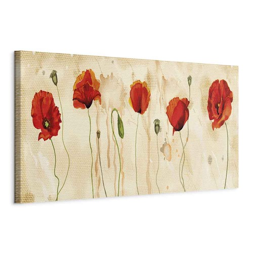 bild mohn