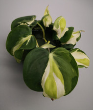Philodendron Cream Splash Stecklinge