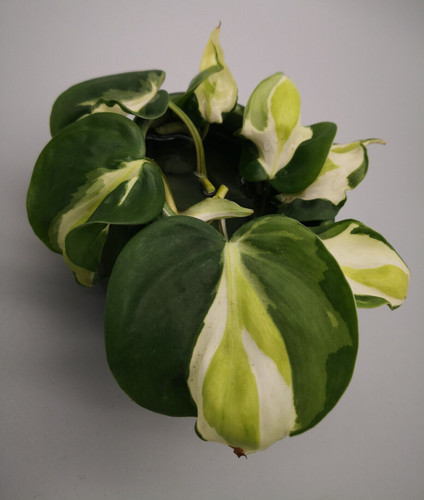Philodendron cream splash - philodendron,