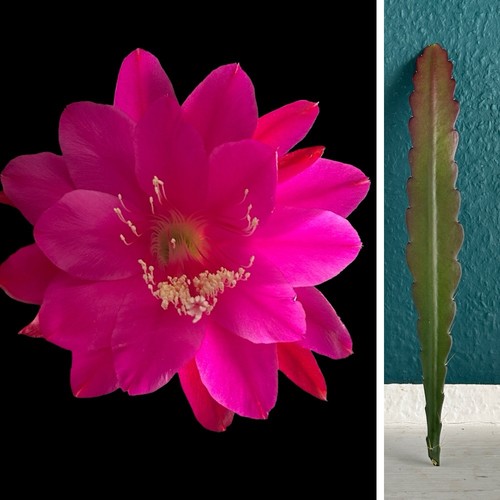 Disocactus ackermannii - , 1