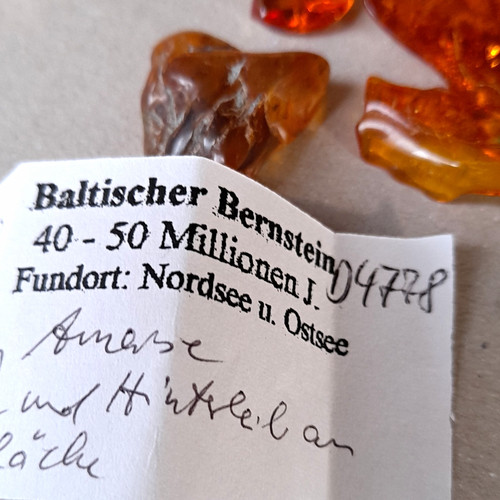 Baltischer bernstein fossil - baltischer,