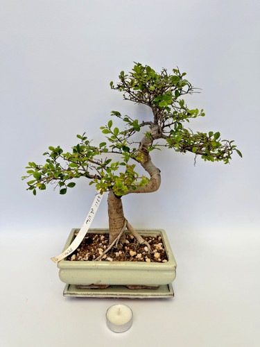 Bonsai chinesische ulme - chinesische, nr