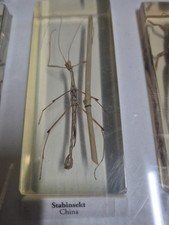 Mini Biester Stabinsekt China