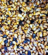 MAIZ TOSTADO, SANTERIA 