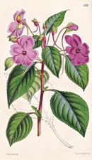 Impatiens Flaccida India Blume