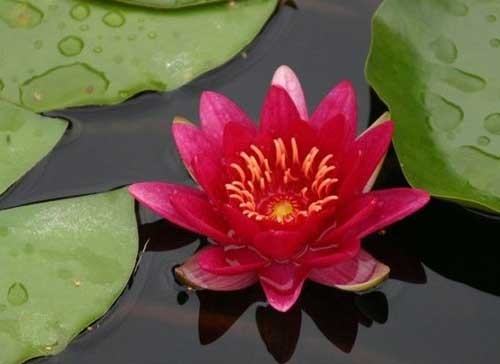 Eine rotblühende zwergseerose - rotblühende,