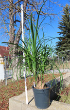 Elefantenfuß Beaucarnea